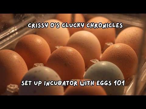 How to Incubate Your Chicken Eggs! Beginner 101. #adorablechicks #hatchingchicks #homesteading
