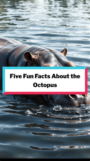 Dive into the fascinating world of hippopotamuses! From their surprising agility in water to their powerful presence on land, these incredible giants are full of jaw‑dropping secrets. There’s so much more to hippos than meets the eye! #HippoFacts #WildlifeWonder #RiverGiants #NatureLovers #AfricanWildlife