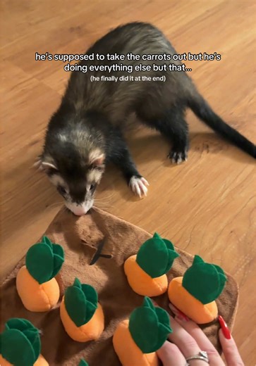 Hilarious Ferret Fails to Retrieve Carrots