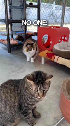 Corduroy at 10am. #fyp #blind #rescue #catsoftiktok #catlover