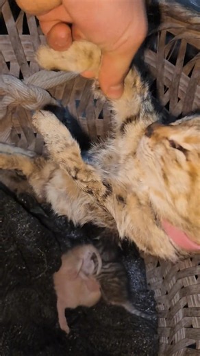 🐱❤️ A Mother’s Love Never Stops! Watch This Mama Cat Care for Her Kittens 🍼✨ #shorts #animals #cat