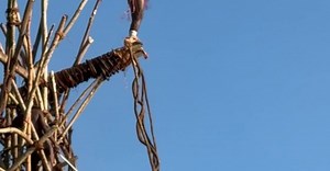 Land Diving on Pentecost Island in Vanuatu