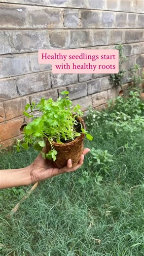 The early stages of a plant’s life determine how strong it will grow,...