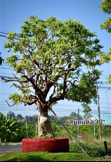 📢ต้นเสม็ดแดง 30“ สอบถามได้ครับ รากเดินดีพร้อมปลูก หรือสนใจต้นไม้อะไรสอบถามได้ครับ 📞ยินดีให้คำปรึกษา #ไม้ประธาน #ไม้มงคล #ไม้ให้ร่มเงา ✔️มีบริการรถขนส่ง,พร้อมปลูกครบจบที่เดียว ✔️พร้อมทีมงานมีอาชีพ ✔️มีบริการ6ล้อ10ล้อ แม็คโคร 🌳 รับจัดหาไม้ตามออเดอร์ทุกชนิด ##เสม็ดแดง #ไม้ยืนต้น :ติดต่อ 096-092-9083 น้องเอ็กซ์ 🛍️ หน้าร้าน : ฟ้าใหม่ พันธุ์ไม้ https://maps.app.goo.gl/JdGxnpn1LJ9NKwcS7?g_st=ic