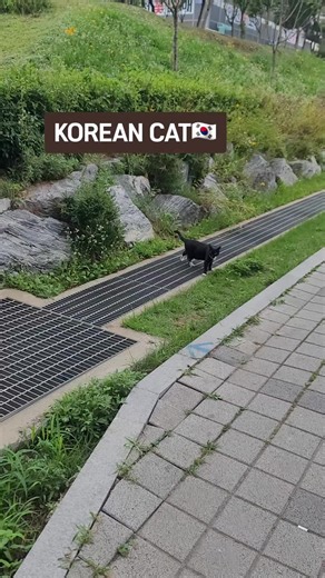 Meet the Adorable Korean Cat and Its Unique Charm
