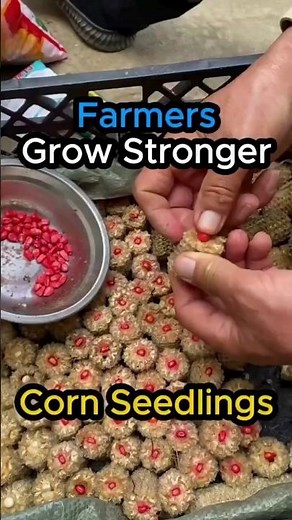 Farmers Discovered This Simple Trick for Stronger Corn Seedlings