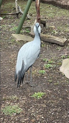 DEMOISELLE CRANE - Smallest Crane Species