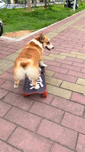 Can you notice that cola is a small detail in braking 😁🛹# Dog skateboarding # Cute pet # corgi