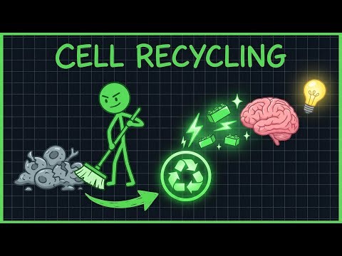 Autophagy Explained Simply