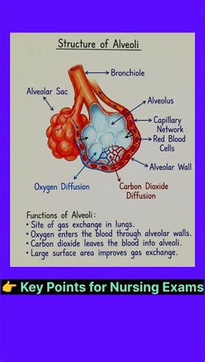Structure of Alveoli | Gas Exchange in Lungs Explained in 20 Sec