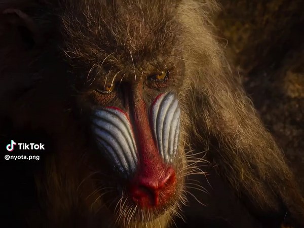 Lion King Edit with High Quality Effects