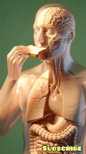 What Happens Inside Your Body After Eating Bread | 3D Visualization