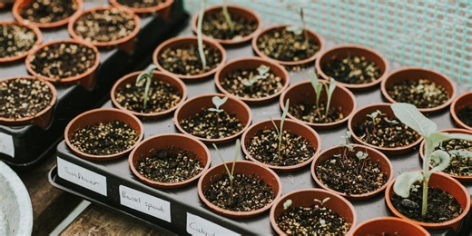 14 vegetables to plant in February – indoors, under cloches and direct