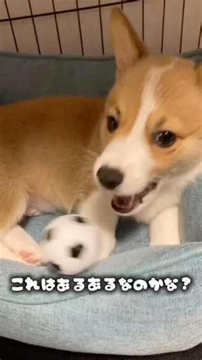 [Puppy-related experiences?] I almost had a nervous breakdown.