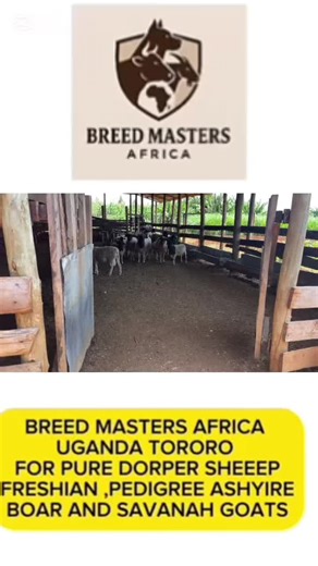 Dorper Sheep: Ideal Meat Breed for Uganda