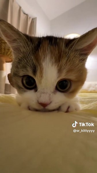 Funny Kitten Meowing Moments That Will Make You Laugh