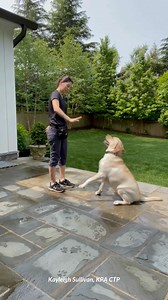 Unlock the path to success as a dog trainer with Karen Pryor Academy’s Dog Trainer Professional (DTP) education and certification program. With four different formats—virtual, regional, national, or world—you can select the one that is the right fit for you and your dog. Our program is based on the most up-to-date behavior science and modern training and teaching practices. It covers both the science and the practice of dog training, behavior change, client teaching, problem-solving, and busines