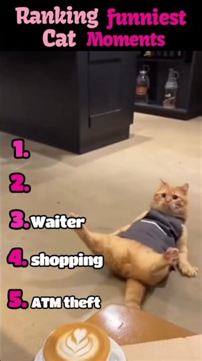 Ranking The Funniest Cat AI Moments #shorts