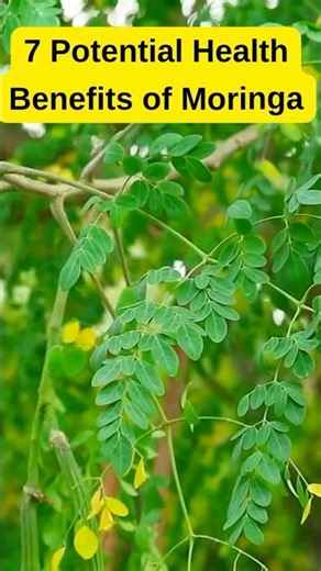 7 Powerful Health Benefits of Moringa You Need to Know! 🌿