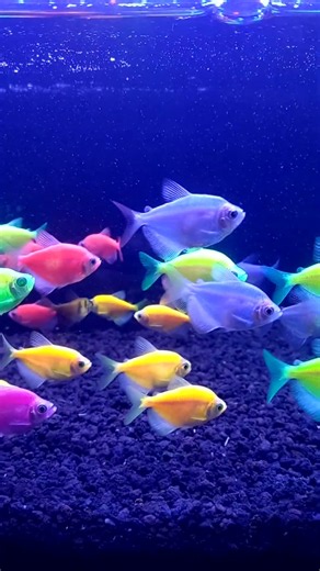 Why Do GloFish Glow So Bright? #glofish #fish #short #viral