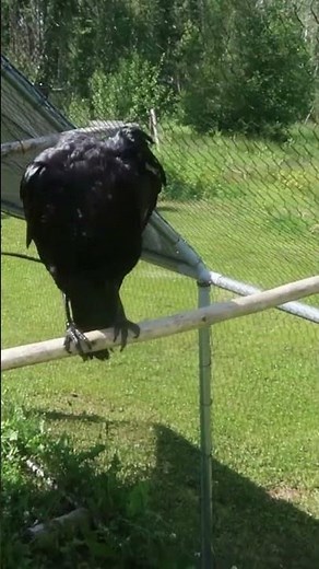 Crows eat a lot #birds #raven #wildlife