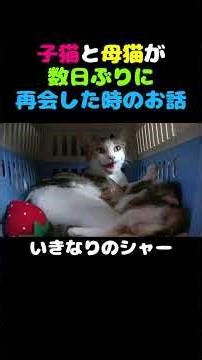 子猫と母猫が数日ぶりに再会した時のお話 #保護猫 #子猫 #animalrescue
