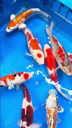 Connaissez-vous les MARUTEN ? 🐟👀😍 Une espèce de carpe koï incroyable 😻