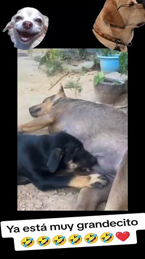 Mujer Amamantando a Perritos | Perrito Mamando Chiche y Otro