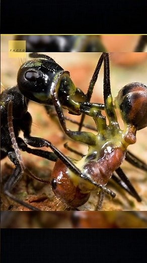 This Ant Blows Itself Up Like a Bomb! 🤔💣 #shorts #weirdanimals