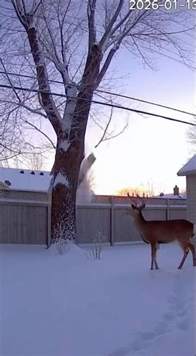 This deer was minding its business when the cold caused a tree to explode #winter #nature #animal