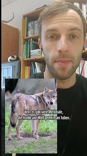 🐺Wolf vs Hund🐶: Wie unterscheiden sie sich?🤔
