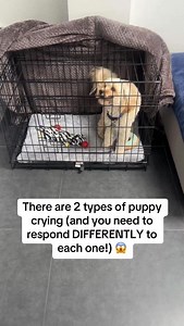 There are 2 types of puppy crying (and you need to respond DIFFERENTLY to each one!) 😱 Caption: Let’s get real for a second… Most puppy parents treat ALL crying the same. Big mistake! 🚫 There are 2 types: Type 1: “I NEED to pee!” crying • Urgent, frantic, escalating • Happens 2-3 hours after bedtime • Response: Take them out IMMEDIATELY! Type 2: “I DON’T WANT to be alone!” crying • Whiny, demanding, stops and starts • Happens right after you leave • Response: Wait for quiet, THEN respond The d
