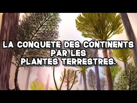 PALÉOBOTANIQUE #6 : La Conquête des continents par les Plantes terrestres - Les premières forêts