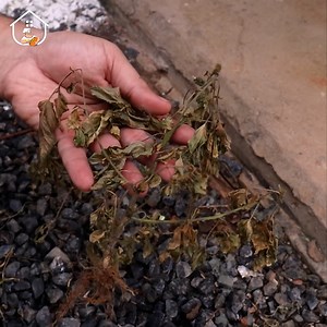 The best homemade weed killer I've ever seen! | Home Recipes