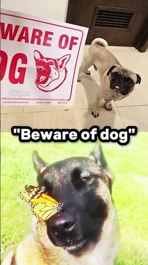 Beware of dog