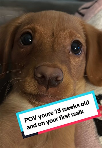 First Walk with Our 13-Week-Old Cockerdor Puppy