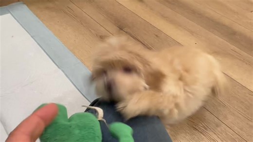 Dogwood Animal Rescue Project on Instagram: "Wickie is feeling frisky! 💕 This 3 pound, 10-12 week old Maltipoo type darling was found with no use of her rear legs and a nasty condition often called puppy strangles. But as you can see she’s making a fabulous recovery. Puppy strangles, or juvenile cellulitis, is an uncommon autoimmune skin condition in puppies aged 3 weeks to 4 months that causes facial swelling, pustules, and crusting skin lesions. The condition is triggered by an abnormal immun