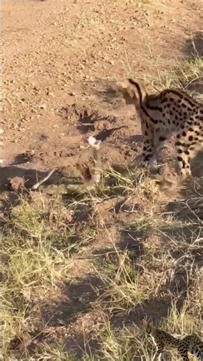 puff-adder vS serval