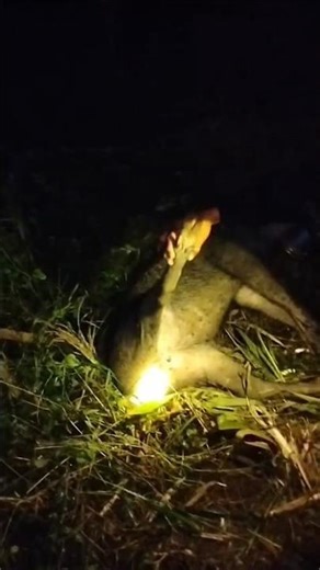 JAGUR99, Hunting for pests that destroy corn fields, #Short #video #hunting #mystery #argopuro