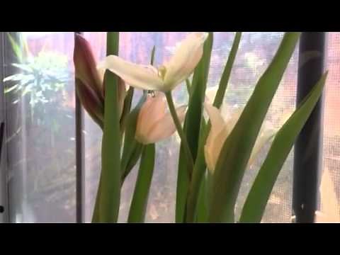 How to Force Bulbs Indoors Without Soil