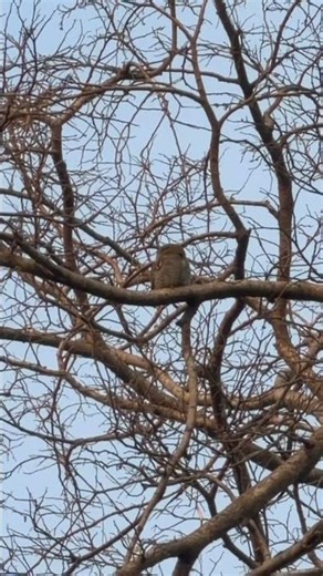Jungle Owlet in a jungle