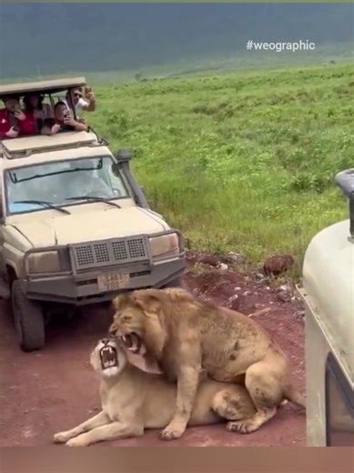 On a large safari tour, the playful antics of the lions brought laughter to everyone. The lion couple were so happy. Wild cats courting each other, and people who came to see the veteran. Cats are both wild and very entertaining animals. Funny cats :) #cats #lions #lionlover #weographic #safari