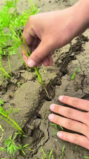🚜🌿 Efficient Weed & Moss Scraping Tool for Garden Beds#shortvideo