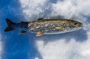 DNR needs anglers to report marked splake caught in Lake Superior