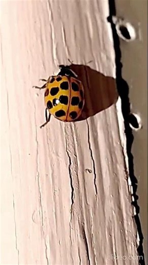 9-spotted Lady Bug crawling "higher & higher" to check out a different shaded Lady Bug. TN 🎶