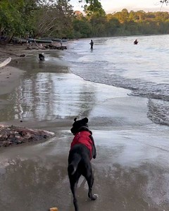 12 reactions | The Sloth Conservation Foundation on Reels | Facebook