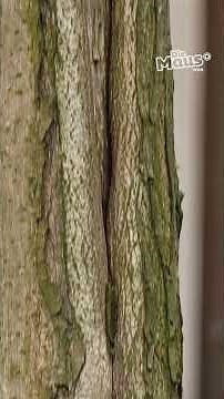 Warum brauchen Bäume Sonnenschutz? | Die Maus | WDR