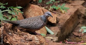 Zooming in to reveal this lovely dove, Spotted Dove or Eastern Spotted Dove Spilopelia chinensis, Thailand