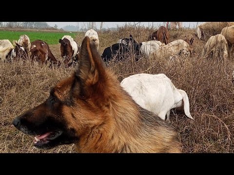 Two Shepherds, One Field: Grazing Goats & Sheep with our German Shepherd! 🤝🐾