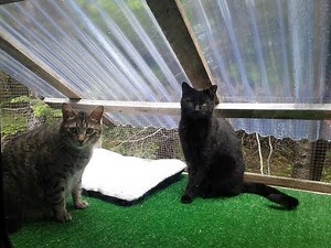 I built a Catio on my RV - Full Time Off Grid RV Living